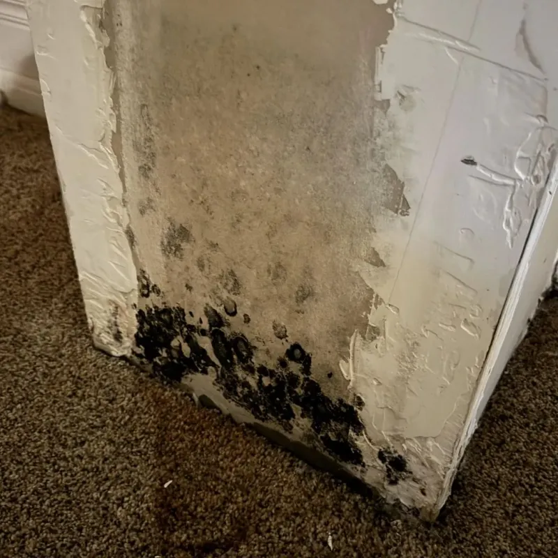Professional Mold Removal in South Point, TX